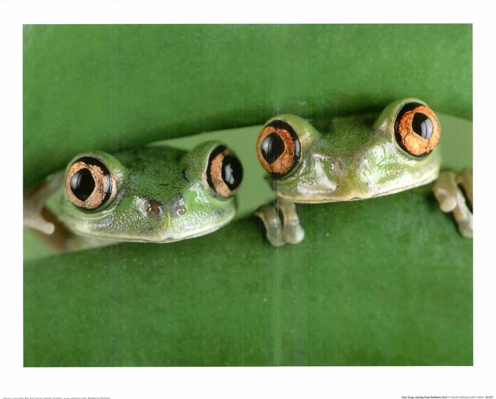 Tree Frogs staring from behind a leaf by David Aubrey - 16 X 20" - Fine Art Poster.