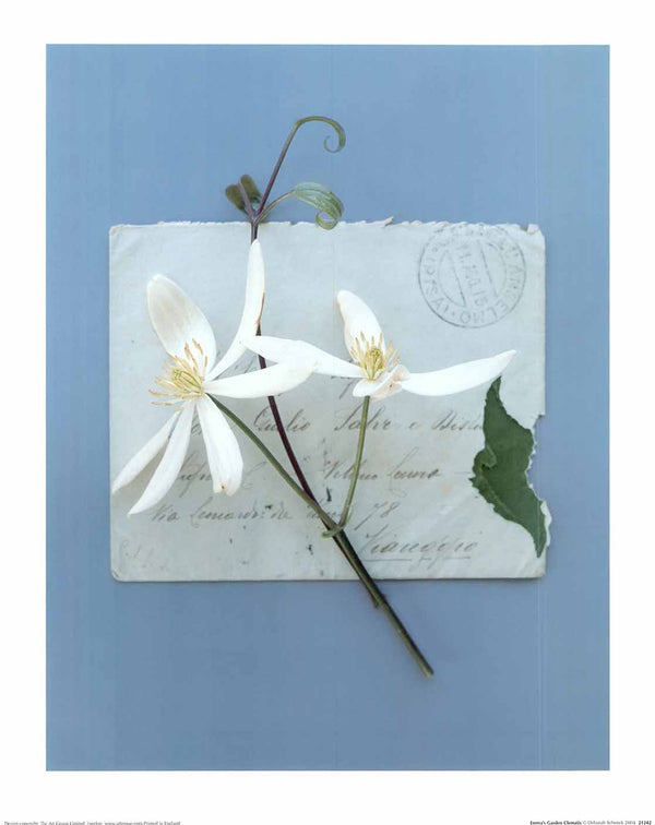 Emma's Garden Clematis by Deborah Schenck - 16 X 20" - Fine Art Poster.