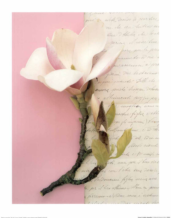 Emma's Garden Magnolia by Deborah Schenck - 16 X 20" - Fine Art Poster.