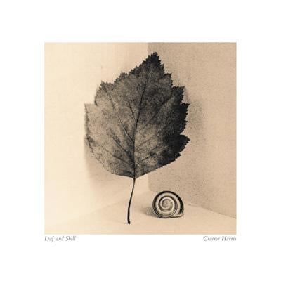 Leaf and Shell by Graeme Harris - 16 X 16" - Fine Art Poster.