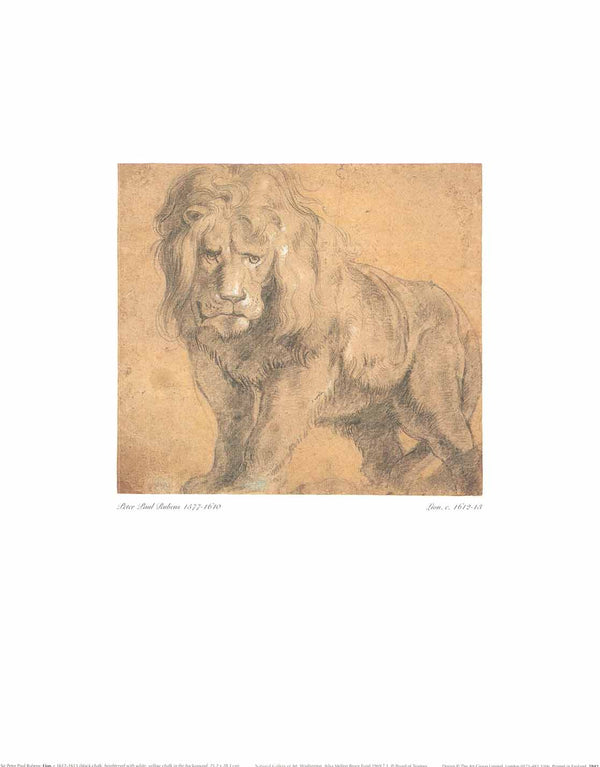 Lion by Peter Paul Rubens - 16 X 20" - Fine Art Poster.