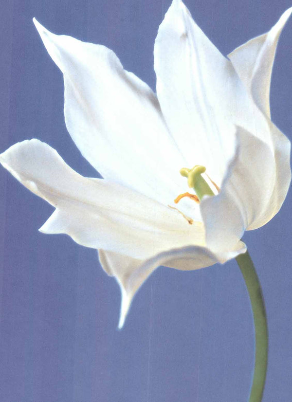 Tulip no. 1 by Masao Ota - 20 X 28" - Fine Art Posters.