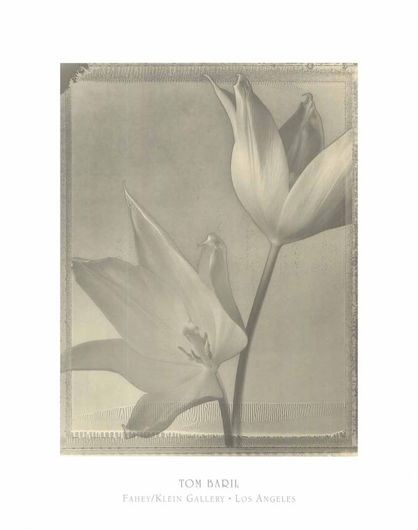 Solarized Tulips, 1996 by Tom Baril - 16 X 20" - Fine Art Posters.