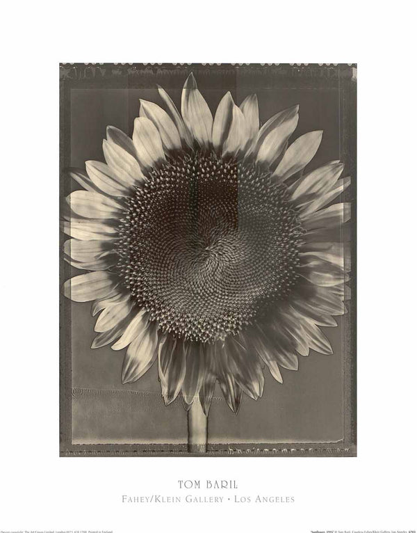 Sunflower, 1995 by Tom Baril - 16 X 20" - Fine Art Posters.