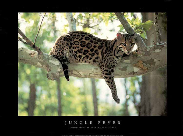 Jungle Fever by Alan & Sandy Carey - 24 X 32" - Fine Art Poster.