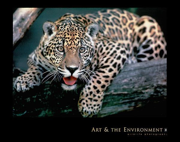 Jaguar by Gerry Ellis - 22 X 28" - Fine Art Poster.