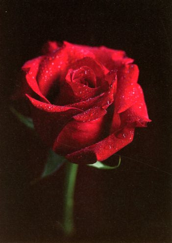 Rose by Marylène Lucas - 5 X 7 Pouce (Greeting Card)