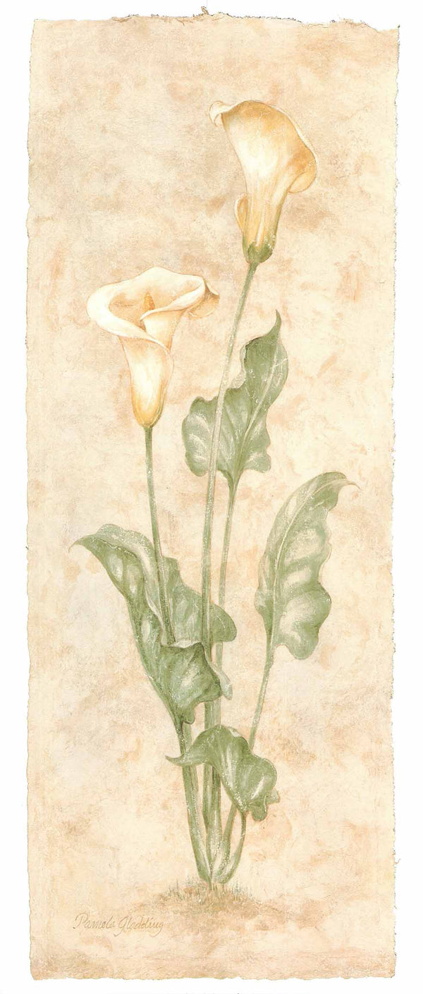 Calla Lily, 1999 by Pamela Gladding - 14 X 32 Inches - Fine Art Poster