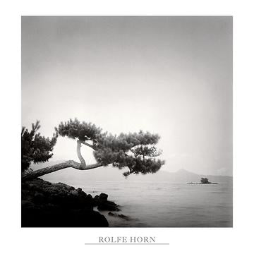 Two Branched Pine, Nakano Umi, Japan by Rolfe Horn - 24 X 24" - Fine Art Poster.