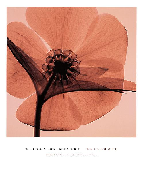 Hellebore by Steven N. Meyers - 20 X 24" - Fine Art Poster.