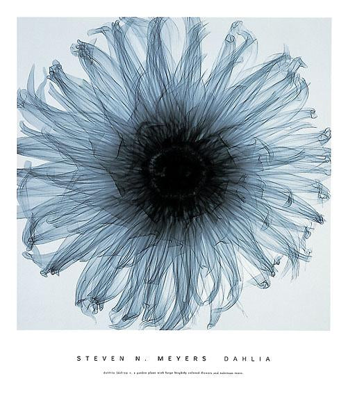Dahlia by Steven N. Meyers - 20 X 24" - Fine Art Poster.