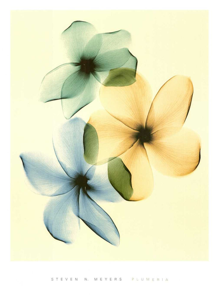 Plumeria by Steven N. Meyers - 27 X 36" - Fine Art Poster.