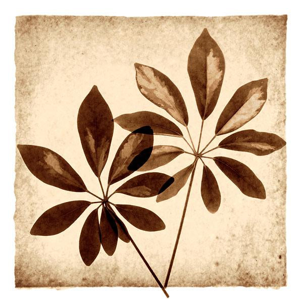 Cassava Leaves by Michael Mandolfo - 20 X 20" - Fine Art Poster.