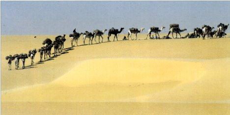 Caravane de sel, Niger de Jean-Luc Menaud - 20 X 40" - Affiche d'art.