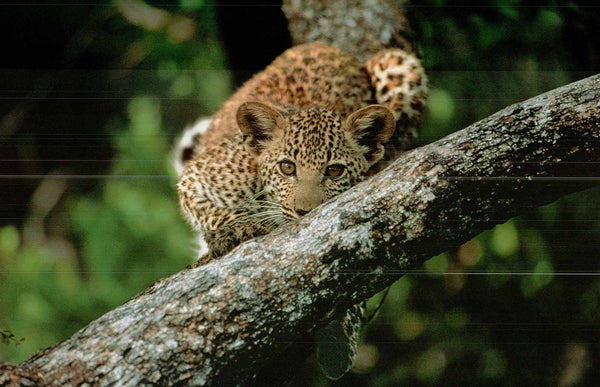 Leopard Cub in Tree by Jamie Thom - 20 X 28" - Fine Art Poster.