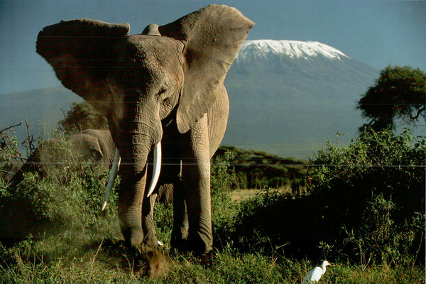 Elephant by Mount Kilimanjaro, Kenya by Jean-Michel Labat - 20 X 28" - Fine Art Poster.