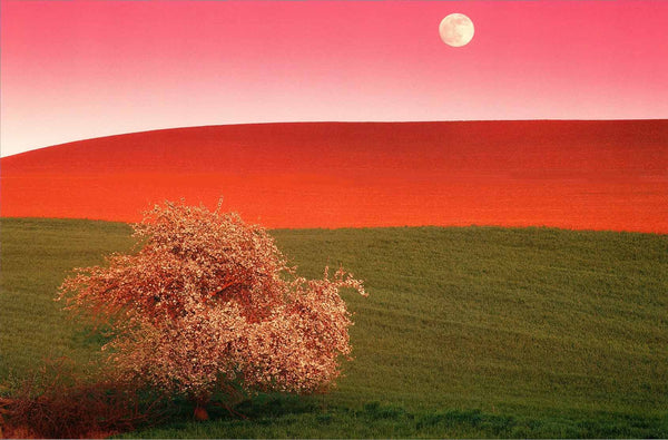 Palouse Hills, USA by Daryl Benson - 20 X 28 Inches (Poster)