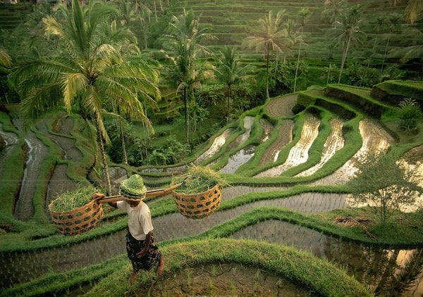 Champs de riz, Bali par Diagentur - 20 X 28" - Affiche d'art.