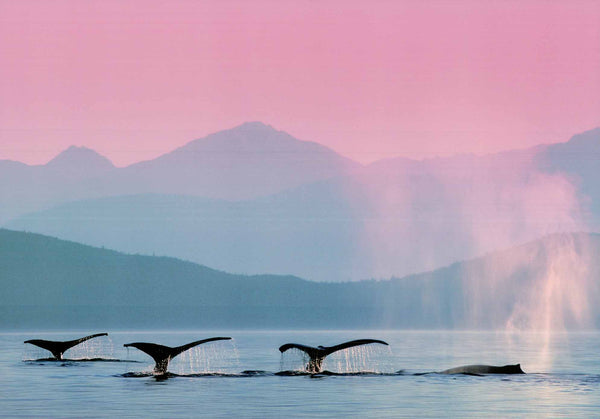 Whales - 20 X 28" - Fine Art Poster.