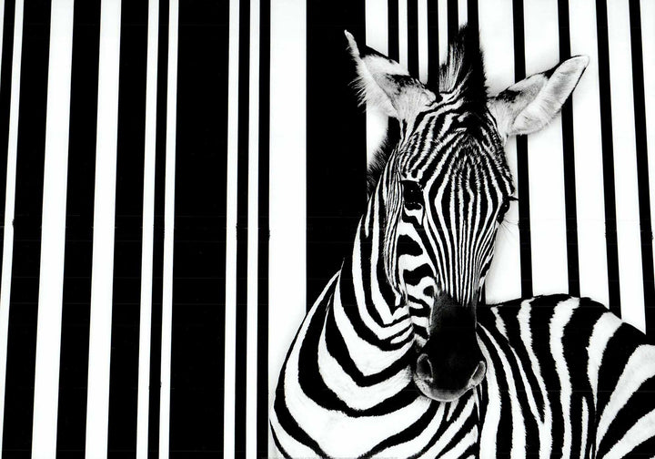 Zebra by Tim Flash - 20 X 28" - Fine Art Poster.
