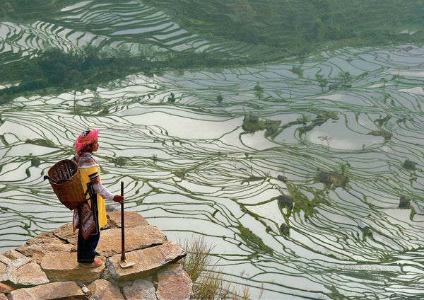 Chine, Province du Yunnan, rizières avec de l'eau par Bruno Morandi - 20 X 28" - Affiche Fine Art.