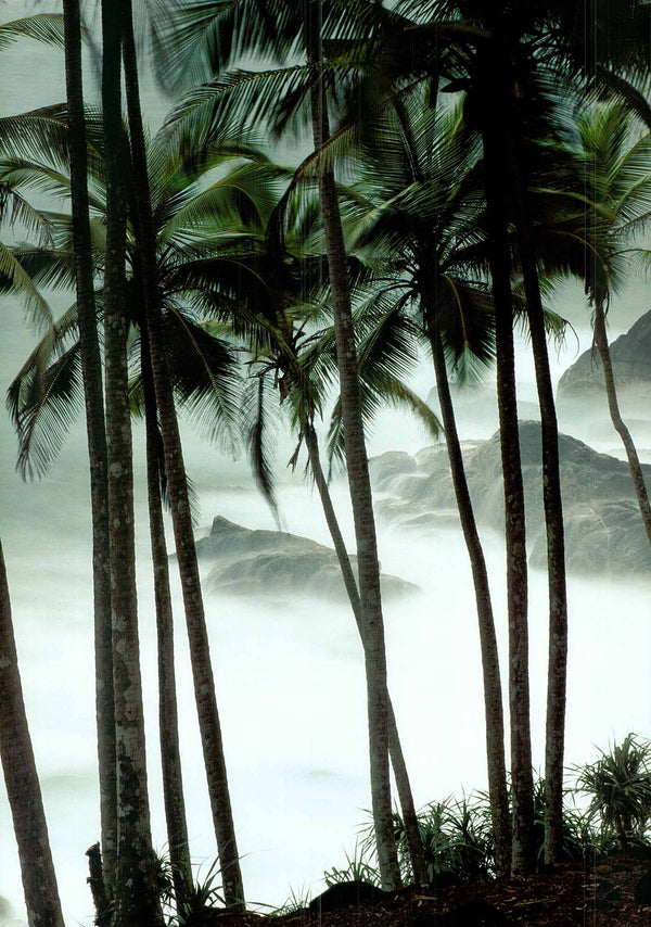 Palm Trees by Philippe Body - 20 X 28" - Fine Art Poster.