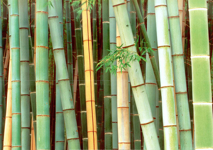 Bamboo Forest, Sagano, Japan by Rob Tilley - 20 X 28" - Fine Art Poster.