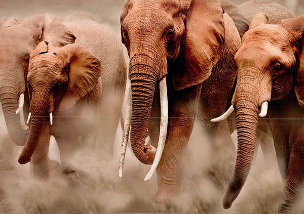 Éléphants, parc national Amboseli, Kenya par Martin Harvey - 20 X 28" - Affiche d'art.