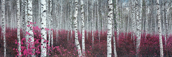 Forêt de bouleaux argentés, Chine - 13 X 38" - Affiche d'art.