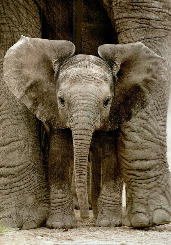 Baby Elephant by Andy Rouse - 20 X 28" - Fine Art Poster.