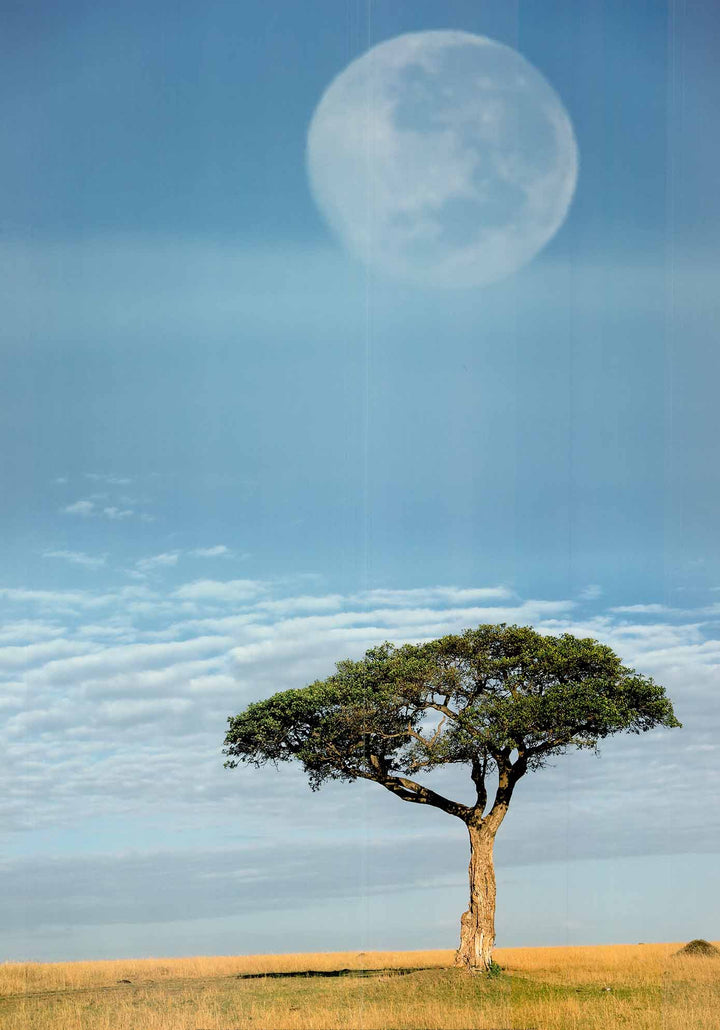 Full Moon, Masai Mara, Kenya by Adam Jones - 20 X 28" - Fine Art Poster.