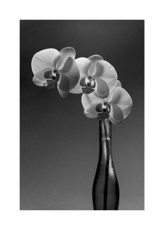 Phalaenopsis, 1998 by Marion-Valentine - 20 X 28" - Fine Art Poster.