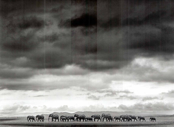 Elephant herd by Jean-Michel Labat - 20 X 28" - Fine Art Poster.