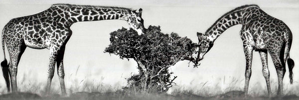 Girafes Masaï de Jean-Michel Labat - 13 X 38" - Affiche d'art.