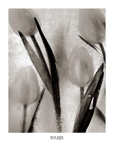Tulips on Ice by Ryuijie - 22 X 28" - Fine Art Poster.