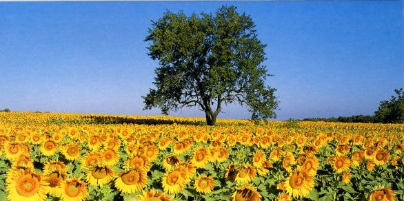 Amandiers et tournesols a Eguilles by Camille Moirenc - 4 X 8 Inches (Greeting Card)