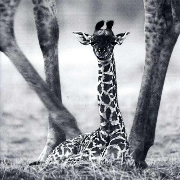 Young Giraffe Walking between its mather's legs - 6 X 6 Inches (Greeting Card)