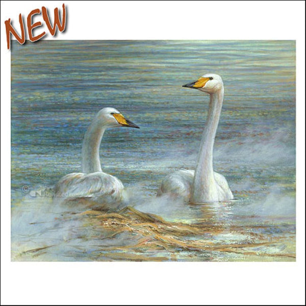 Two Whooper Swans by Erik van Ommen - 6 X 6" (Greeting Card)