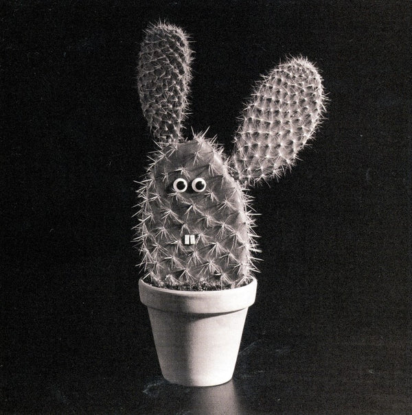 Cactus / Kaktus