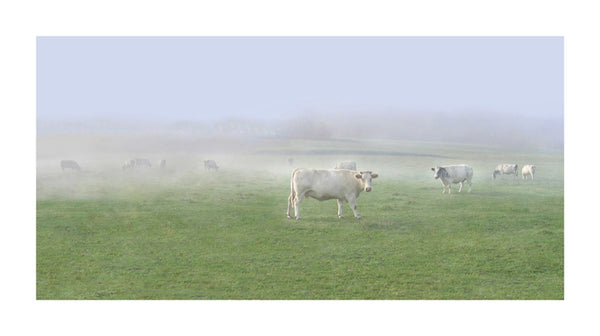 Les Vaches, 2006