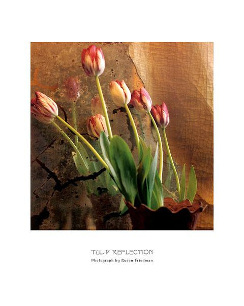 Tulip Reflection Susan Friedman - 16 X 20 (Art Print)