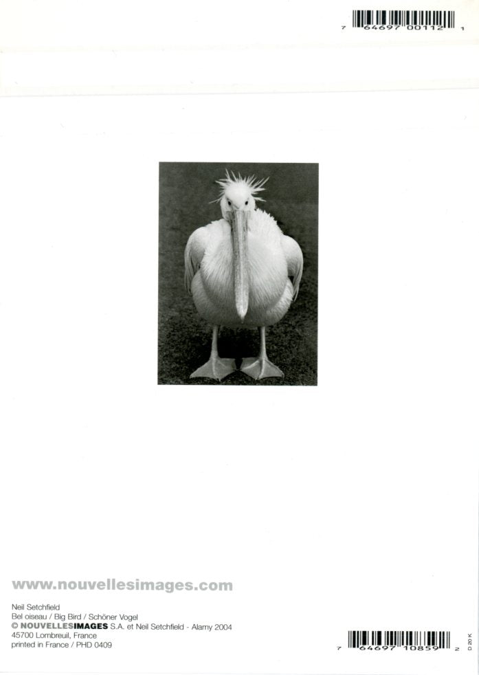 Big Bird by Neil Setchfield - 5 X 7 Inches (Note Card)