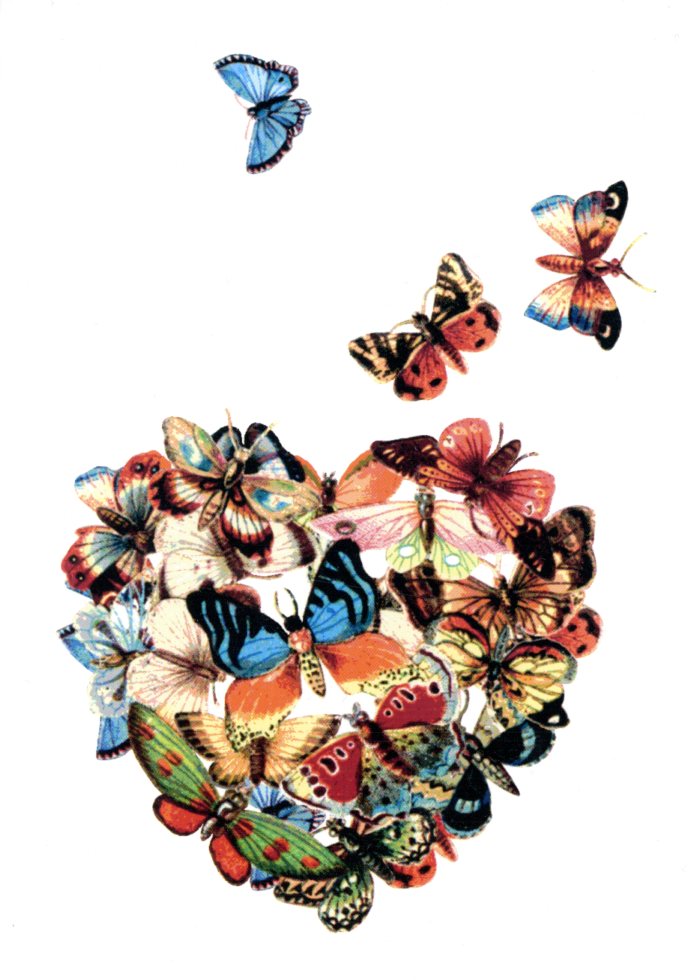 Heart Butterflies by Karen Petrossian - 5 X 7 Inches (Greeting Card)