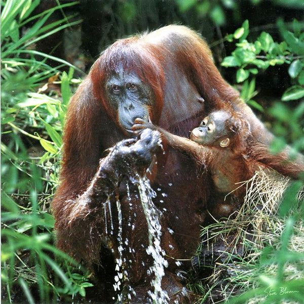 Orang-outangs (Borneo)