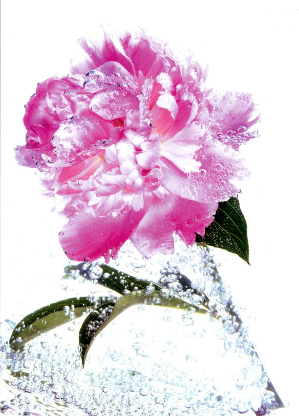 Glistening Flower by Bruno Dujardin - 5 X 7 Inches (Greeting Card)