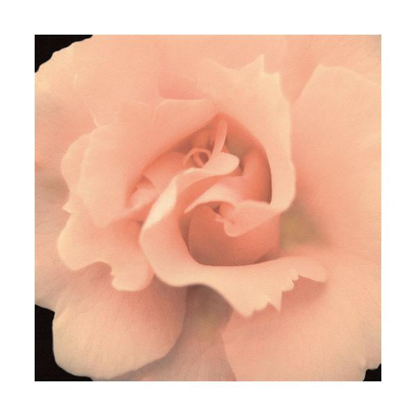 Bliss I by S G Rose - 12 X 12 Inches (Art Print)