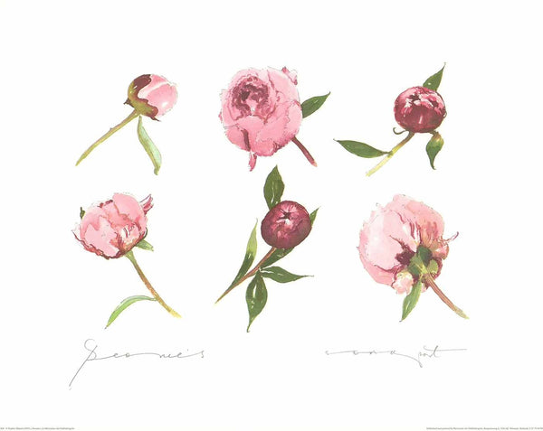 Peonies by Sophie Allport - 16 X 20 Inches (Watercolour / Aquarelle)