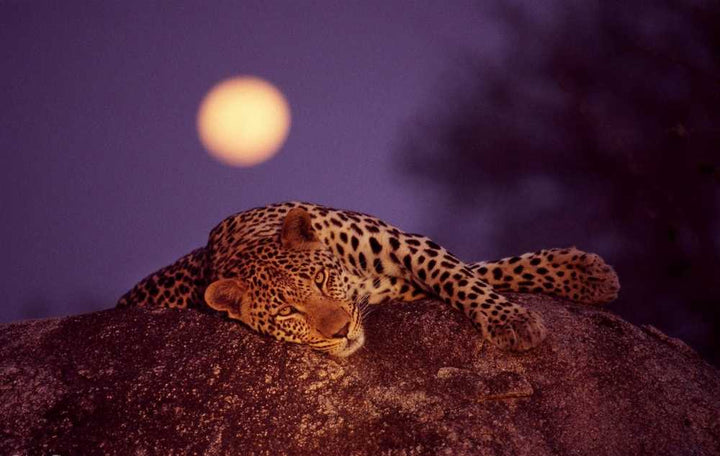 Leopard with Rising Sun by Jamie Thom - 20 X 28 Inches (Art Print)