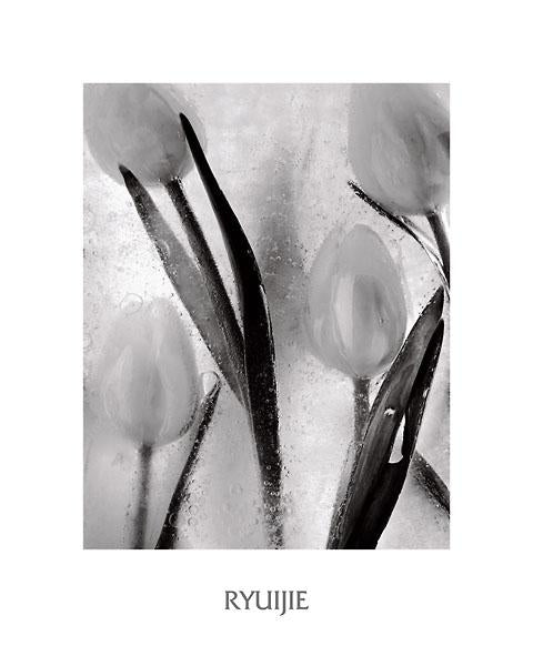 Tulips on Ice by Ryuijie - 16 X 20 Inches (Art Print)