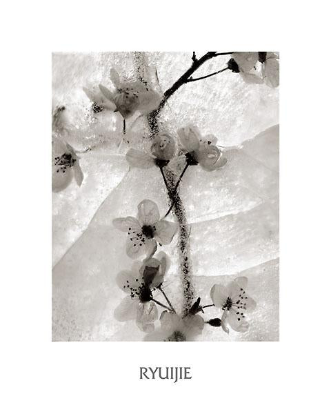 Cherry Blossoms in Winter by Ryuijie - 16 X 20 Inches (Art Print)